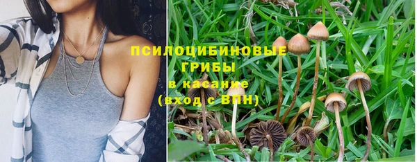 шишки Арсеньев